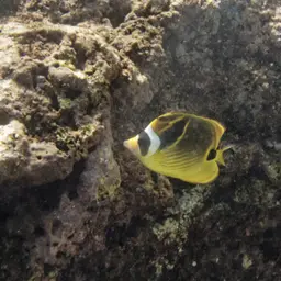 Halfmoon Butterflyfish, photo 8
