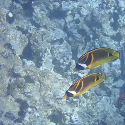 Halfmoon Butterflyfish, photo 9