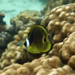 Halfmoon Butterflyfish, photo 10