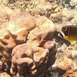 Halfmoon Butterflyfish, photo 11
