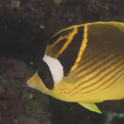 Halfmoon Butterflyfish, photo 12