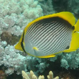 Blackbacked Butterflyfish, photo 1