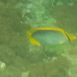 Blackbacked Butterflyfish, photo 2