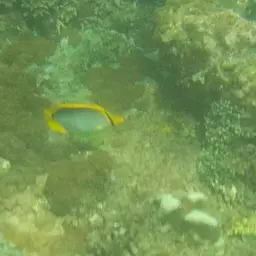 Blackbacked Butterflyfish, photo 3
