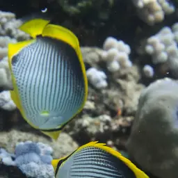 Blackbacked Butterflyfish, photo 4