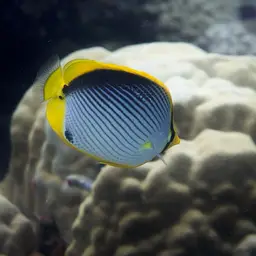 Blackbacked Butterflyfish, photo 5