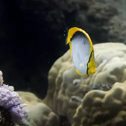 Blackbacked Butterflyfish, photo 6