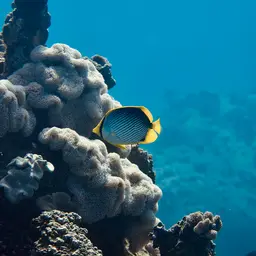 Blackbacked Butterflyfish, photo 7