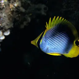 Blackbacked Butterflyfish, photo 8