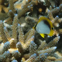 Blackbacked Butterflyfish, photo 9