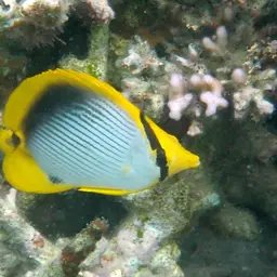 Blackbacked Butterflyfish, photo 10