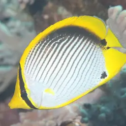 Blackbacked Butterflyfish, photo 12