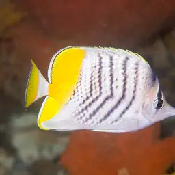Merten's Butterflyfish