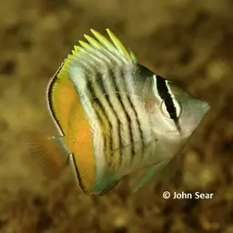 Merten's Butterflyfish, photo 2