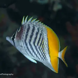 Merten's Butterflyfish, photo 3