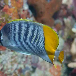 Merten's Butterflyfish, photo 4