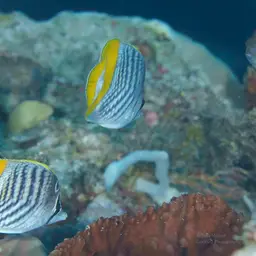 Merten's Butterflyfish, photo 5