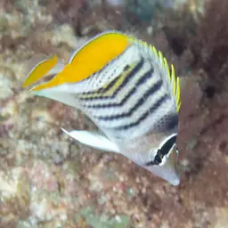 Merten's Butterflyfish, photo 6