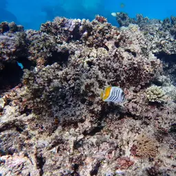 Merten's Butterflyfish, photo 7