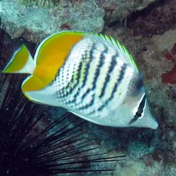 Merten's Butterflyfish, photo 8