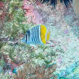 Merten's Butterflyfish, photo 9