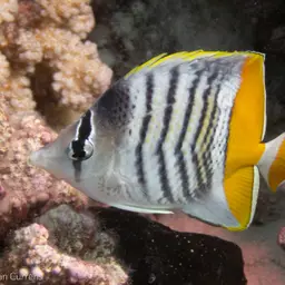 Merten's Butterflyfish, photo 10