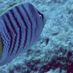 Merten's Butterflyfish, photo 11