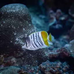 Merten's Butterflyfish, photo 12