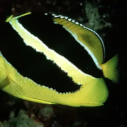 Indian Butterflyfish