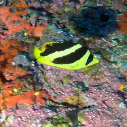 Indian Butterflyfish, photo 2