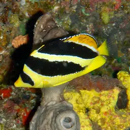 Indian Butterflyfish, photo 3