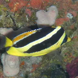 Indian Butterflyfish, photo 4