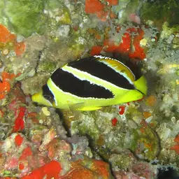 Indian Butterflyfish, photo 5