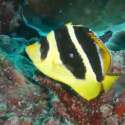 Indian Butterflyfish, photo 6