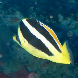 Indian Butterflyfish, photo 7