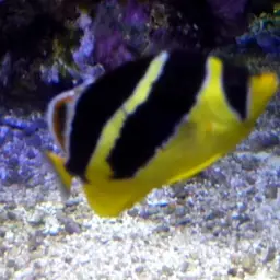Indian Butterflyfish, photo 8