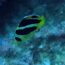 Indian Butterflyfish, photo 9