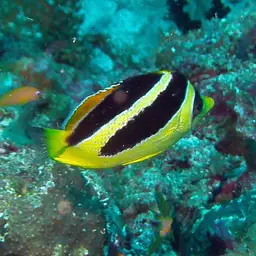 Indian Butterflyfish, photo 10