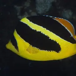 Indian Butterflyfish, photo 11
