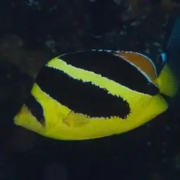 Indian Butterflyfish, photo 12