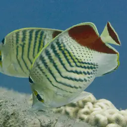 Eritrean Butterflyfish