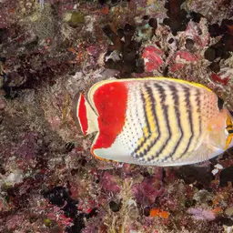 Eritrean Butterflyfish, photo 2
