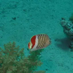 Eritrean Butterflyfish, photo 3