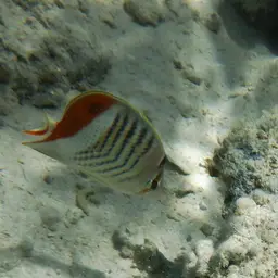 Eritrean Butterflyfish, photo 4