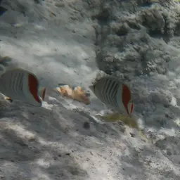 Eritrean Butterflyfish, photo 5