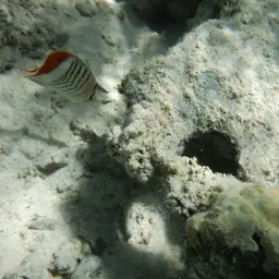 Eritrean Butterflyfish, photo 6