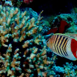 Eritrean Butterflyfish, photo 7