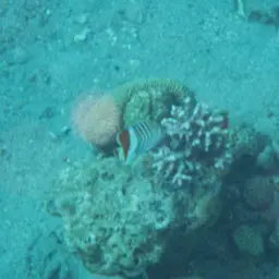 Eritrean Butterflyfish, photo 8