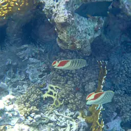 Eritrean Butterflyfish, photo 9