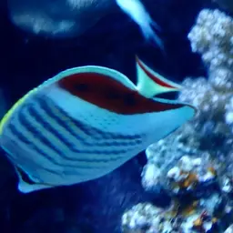 Eritrean Butterflyfish, photo 10